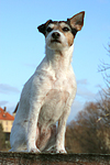 sitzender Parson Russell Terrier / sitting PRT