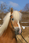 Haflinger Portrait / haflinger horse portrait