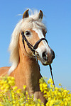 Haflinger Portrait / haflinger horse portrait