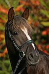 Deutscher Reitpony Hengst / pony stallion