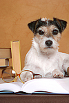 Parson Russell Terrier