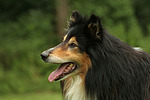 Langhaarcollie Portrait / longhaired collie portrait