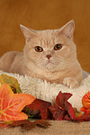 Britisch Kurzhaar / british shorthair