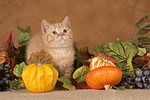 Britisch Kurzhaar Kätzchen / british shorthair kitten