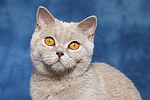 Britisch Kurzhaar / british shorthair