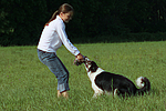 Border Collie