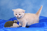 Britisch Kurzhaar Kätchen / british shorthair kitten