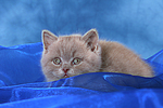 liegendes Britisch Kurzhaar Kätzchen / lying british shorthair kitten