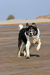 rennender Border Collie / running Border Collie