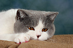 Britisch Kurzhaar / british shorthair