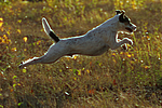 Parson Russell Terrier