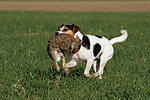 Parson Russell Terrier