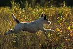 Parson Russell Terrier