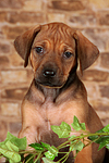 Rhodesian Ridgeback Welpe / rhodesian ridgeback puppy