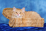 Sibirische Katze / siberian cat