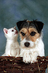 Parson Russell Terrier und Kätzchen / parson russell terrier and kitten