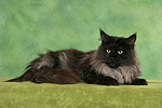 Maine Coon