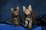 Maine Coon Kätzchen / Maine Coon Kitten