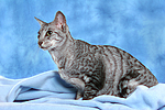 Orientalisch Kurzhaar / oriental shorthair