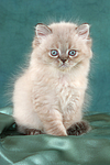 sitzendes Perser Colourpoint Kätzchen / sitting persian colourpoint kitten