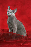 Russisch Blau / russian blue