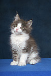 Maine Coon Kätzchen / maine coon kitten