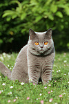 Britisch Kurzhaar / british shorthair