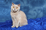 Britisch Kurzhaar / british shorthair