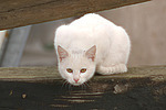 weiße Hauskatze / white domestic cat