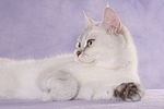 Britisch Kurzhaar / british shorthair