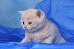 Britisch Kurzhaar Kätchen / british shorthair kitten