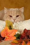 Britisch Kurzhaar / british shorthair