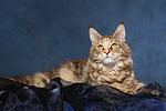 Maine Coon