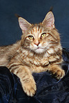 Maine Coon