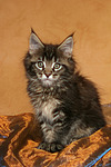 Maine Coon Kätzchen / maine coon kitten