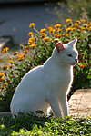 Hauskatze / domestic cat