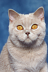 Britisch Kurzhaar / british shorthair