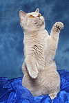 Britisch Kurzhaar / british shorthair