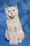 Britisch Kurzhaar / british shorthair