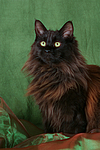 Maine Coon