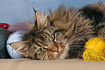 Maine Coon