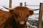 Schottisches Hochlandrind im Winter / highland cattle in winter