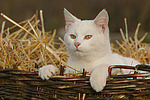 weiße Hauskatze im Strohkorb / white domestic cat