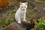 weiße Hauskatze / white domestic cat