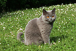 Britisch Kurzhaar / british shorthair