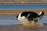 rennender Border Collie am Strand / running Border Collie at beach