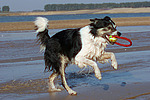 spielender Border Collie am Strand / playing Border Collie at beach