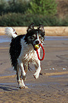 spielender Border Collie / playing Border Collie