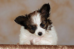 liegender Papillon Welpe / lying papillon puppy