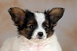 Papillon Welpe / papillon puppy